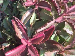 Kalanchoe sexangularis purple leaves